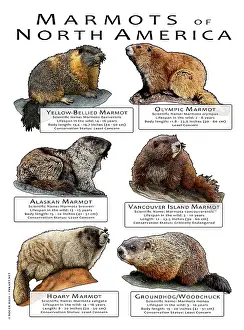 Poster Prints: Marmots of North America