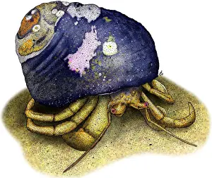 Decapod Prints: Maroon Hermit Crab