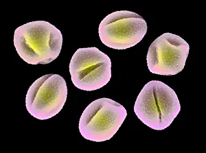 Electron Prints: Marsh Marigold Pollen Grains