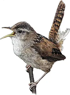 Birds Prints: Marsh Wren, Illustration