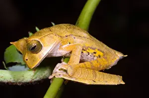 2007 Prints: Marsupial Frog