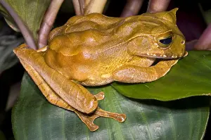 Pregnancy Prints: Marsupial Frog