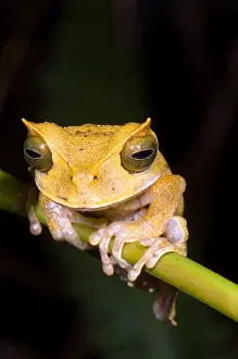 2007 Prints: Marsupial Frog