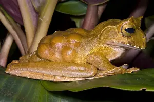 Pregnancy Prints: Marsupial Frog