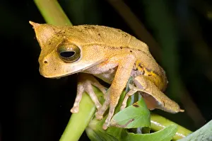 Central Prints: Marsupial Frog