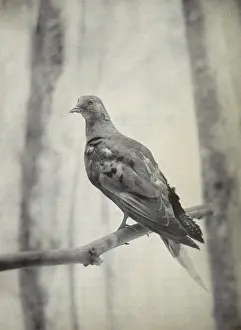 Columbidae Prints: Martha, Last Known Passenger Pigeon