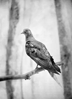 Columbidae Prints: Martha, Last Known Passenger Pigeon