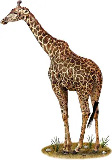 East Prints: Masai Giraffe