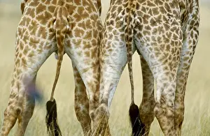 Tail Prints: Masai Giraffe tails