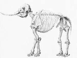 Sketches Prints: Mastodon Skeleton