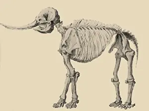 Paleontology Prints: Mastodon Skeleton