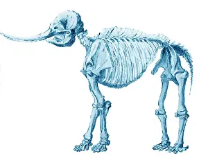 Paleontology Prints: Mastodon Skeleton