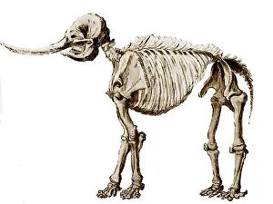 Paleontology Prints: Mastodon Skeleton