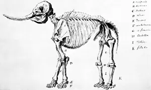 Paleontology Prints: Mastodon Skeleton Drawing