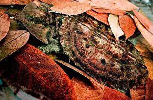 Turtle Prints: Mata mata Turtle