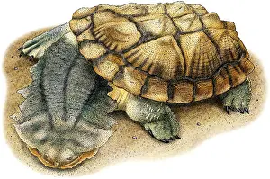 Turtle Prints: Mata Mata Turtle
