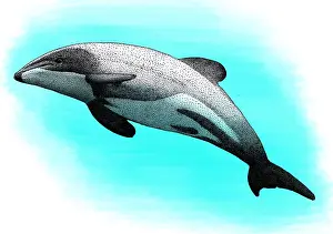Dolphin Prints: Mauis Dolphin