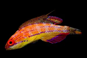 Community Prints: McCosker's Fairy Wrasse