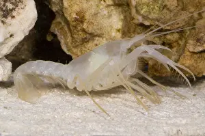 McLane's Cave Crayfish