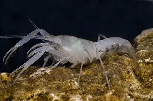 Cambaridae Prints: McLane's Cave Crayfish