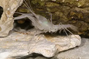 Cambaridae Prints: McLane's Cave Crayfish