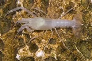 Blind Prints: McLane's Cave Crayfish