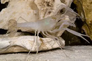 McLane's Cave Crayfish