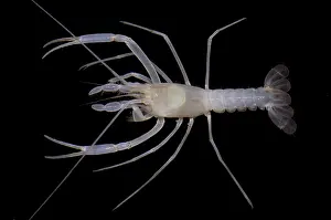 McLane's Cave Crayfish