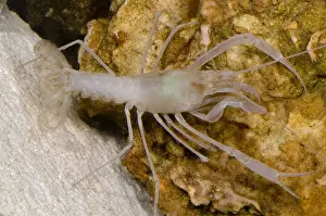 Body Prints: McLane's Cave Crayfish