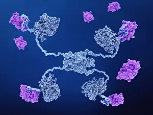 Genetics Prints: MDM2 proteins binding to the p53 tumor suppressor protein and inactivating it