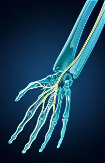 Hand Prints: Median Nerve, Illustration