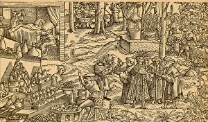 Garden Prints: Medical Herb Cultivation, 16th Century