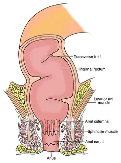 System Prints: Medical Illustration Of Rectum Anatomy