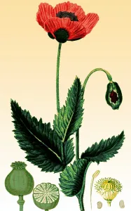 Flora Prints: Medicinal Plant, Poppy, 1815