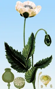Etching Prints: Medicinal Plant, Poppy, 1815