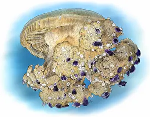 Mediterranean Prints: Mediterranean jellyfish