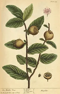Plantae Prints: Medlar Tree, Medicinal Plant, 1737