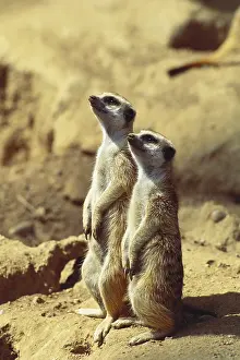 Nature, History, Science Prints: Two Meerkats