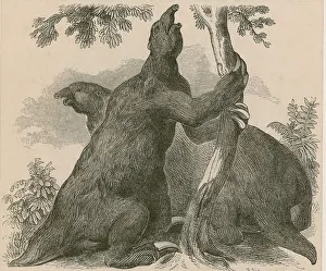 Prehistoric Prints: Megatherium, Cenozoic Mammal