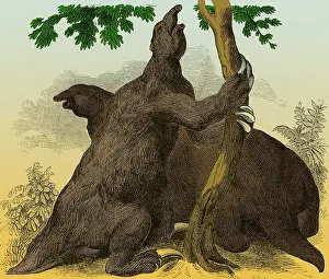 Beast Prints: Megatherium, Cenozoic Mammal