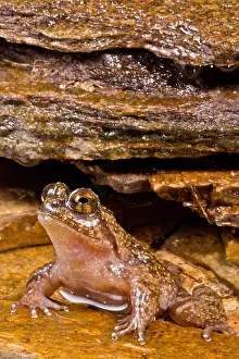 Extinct Prints: Mehu n Green Frog