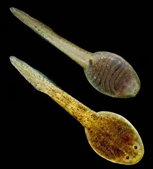 Extinct Prints: Mehu n Green Frog Tadpoles