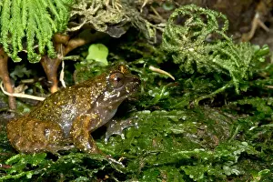 Conservation Prints: Mehuin Green Frog