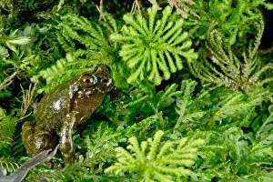 Extinct Prints: Mehuin Green Frog