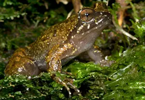 Extinct Prints: Mehuin Green Frog