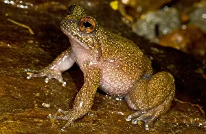 Extinct Prints: Mehuin Green Frog