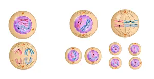 Early Prints: Meiosis