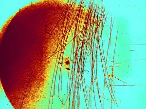 Accelerator Prints: Meson Decay in Bubble Chamber