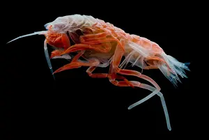 Creature Prints: Mesopelagic Amphipod