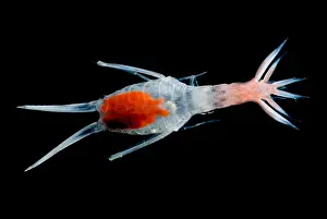 Floor Prints: Mesopelagic Amphipod